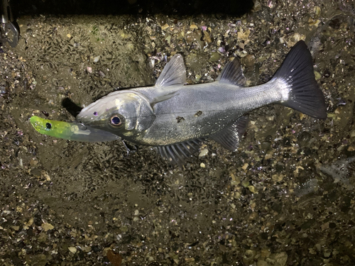 セイゴ（ヒラスズキ）の釣果