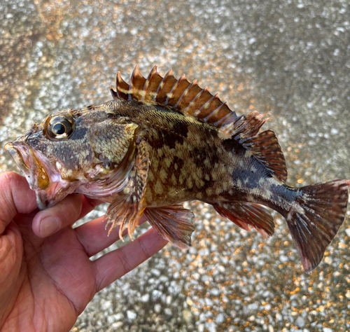 カサゴの釣果