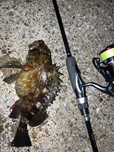 カサゴの釣果