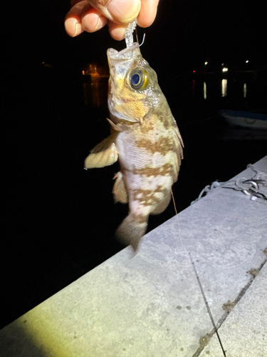 メバルの釣果