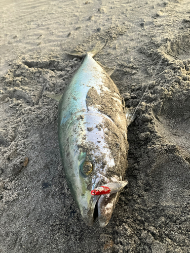 ブリの釣果