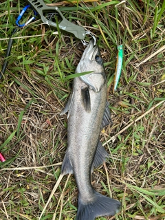 釣果