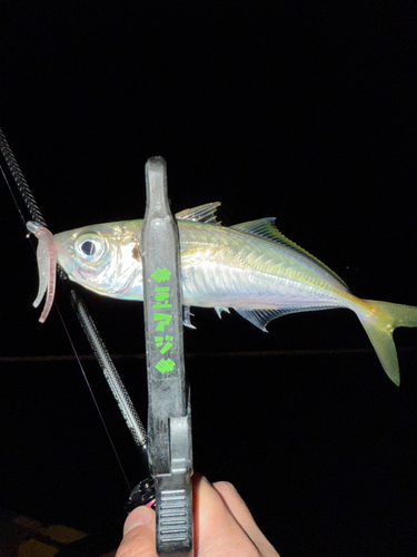 マアジの釣果