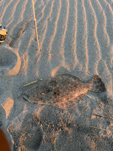 ヒラメの釣果