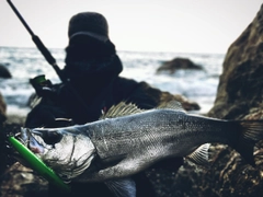 ヒラスズキの釣果