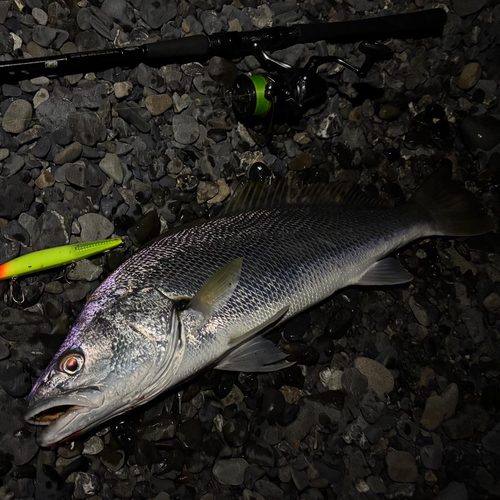 オオニベの釣果