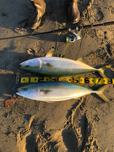 ブリの釣果