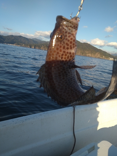 オオモンハタの釣果