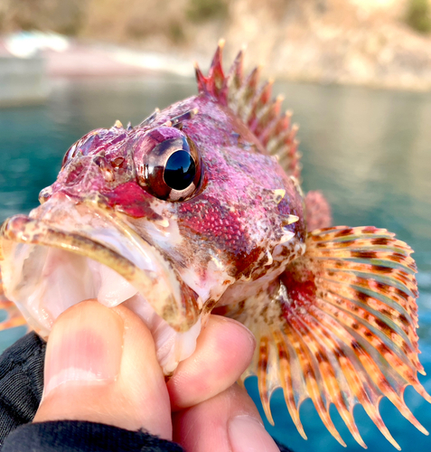 ヨロイメバルの釣果