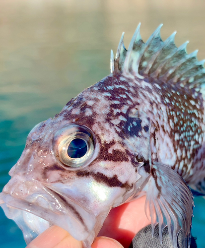 マゾイの釣果