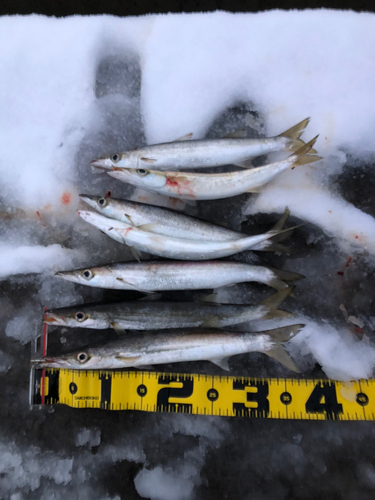 カマスの釣果