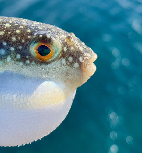 フグの釣果