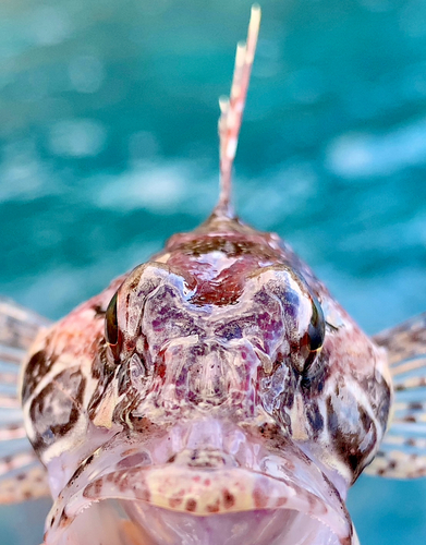 アナハゼの釣果