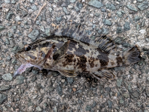 タケノコメバルの釣果