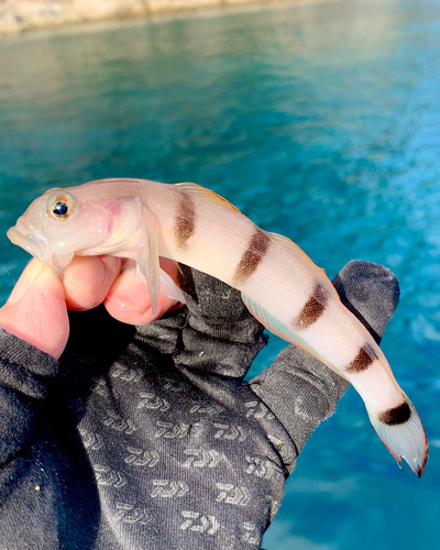 リュウグウハゼの釣果