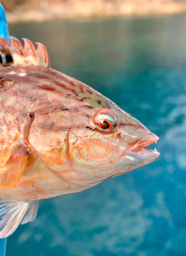 ホシササノハベラの釣果