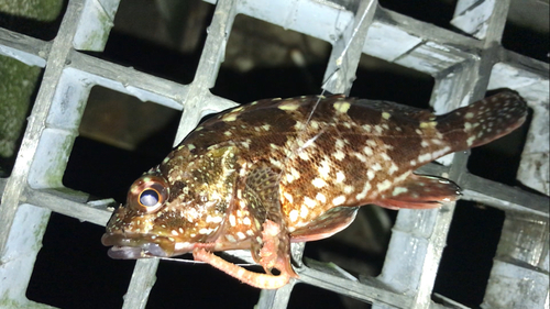 カサゴの釣果