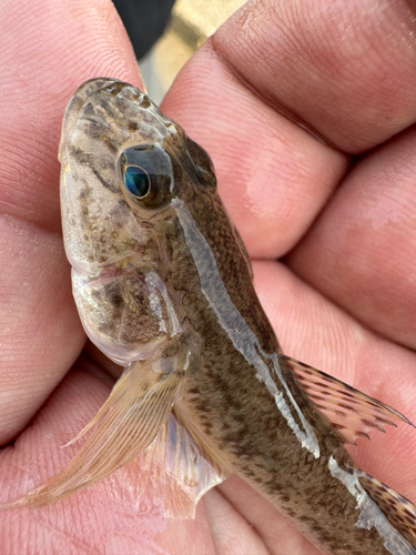 ハゼの釣果