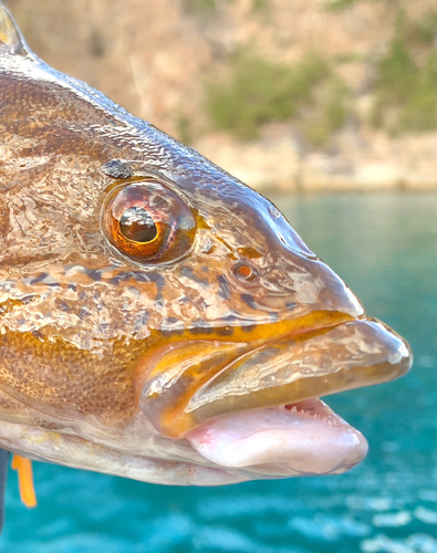 アイナメの釣果