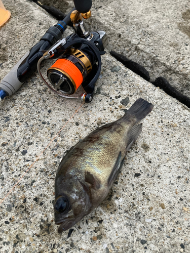 メバルの釣果