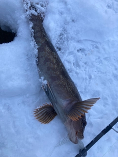 アブラコの釣果