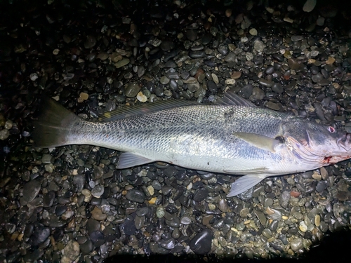 ニベの釣果