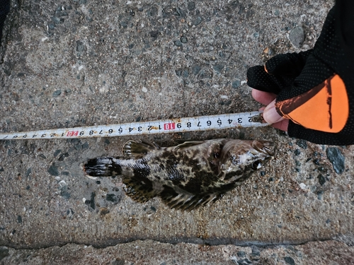 タケノコメバルの釣果