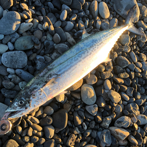 サゴシの釣果