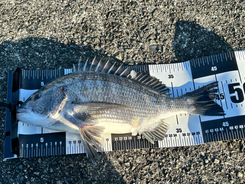 クロダイの釣果