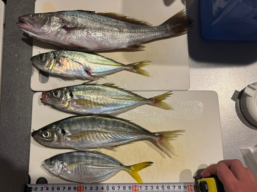 アジの釣果