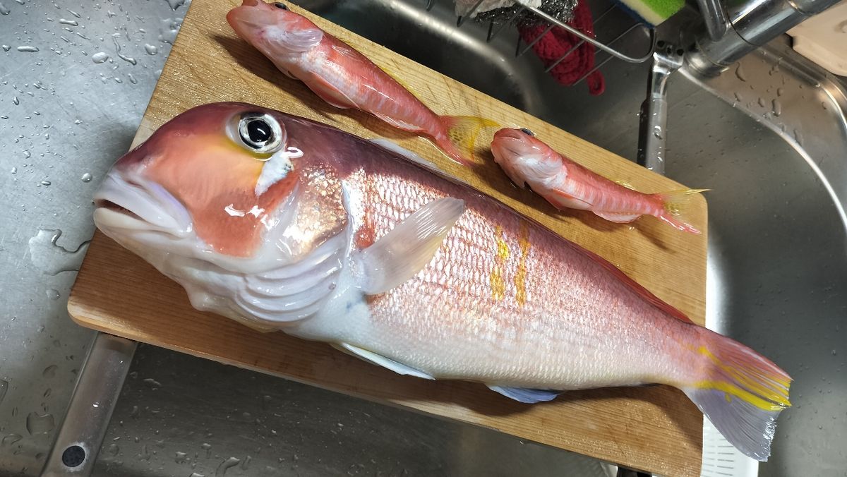 魚は買うより釣るマンさんの釣果 2枚目の画像