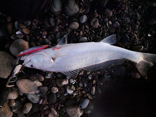 ニベの釣果