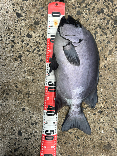 イシダイの釣果