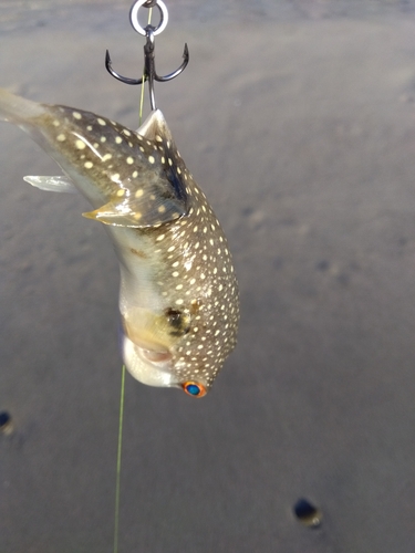 クサフグの釣果