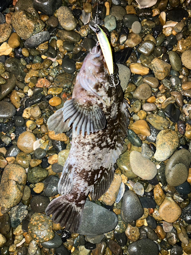 ソイの釣果