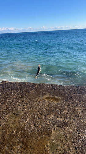 フグの釣果