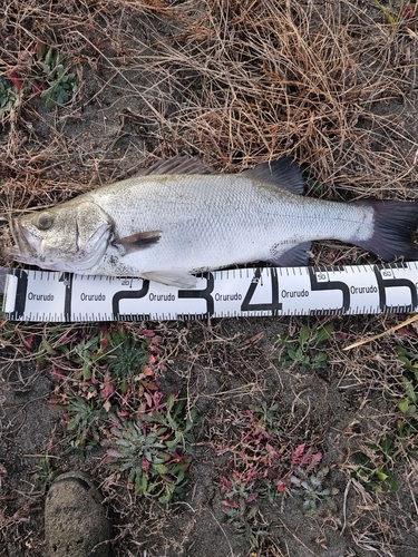 ヒラスズキの釣果