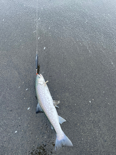 アメマスの釣果