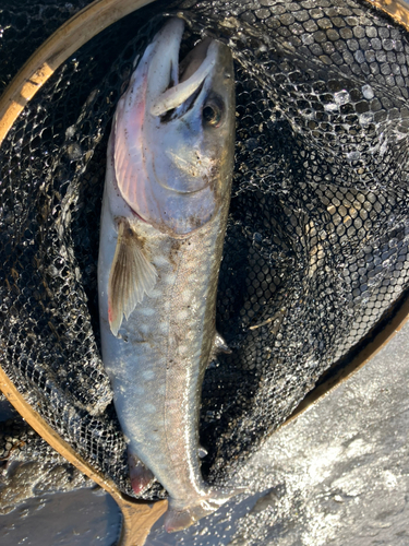 アメマスの釣果