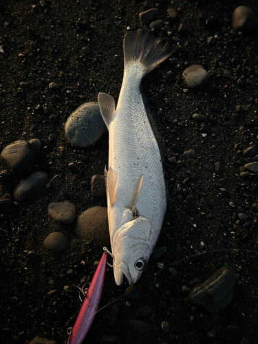 ニベの釣果