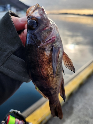 メバルの釣果