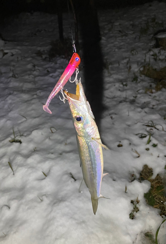 カマスの釣果