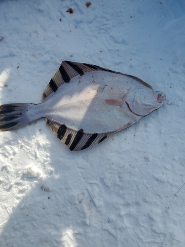 カレイの釣果