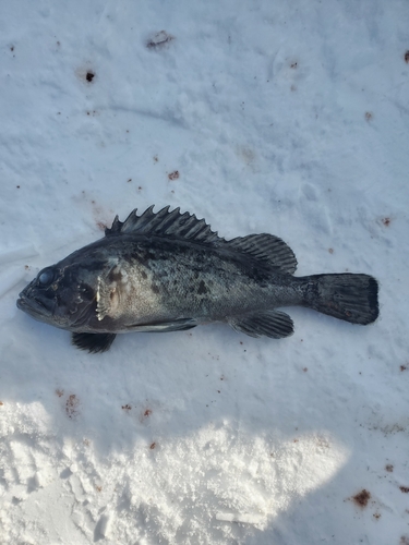 クロソイの釣果