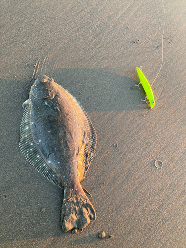 ヒラメの釣果