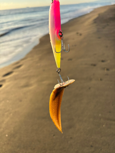 シタビラメの釣果