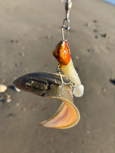 シタビラメの釣果