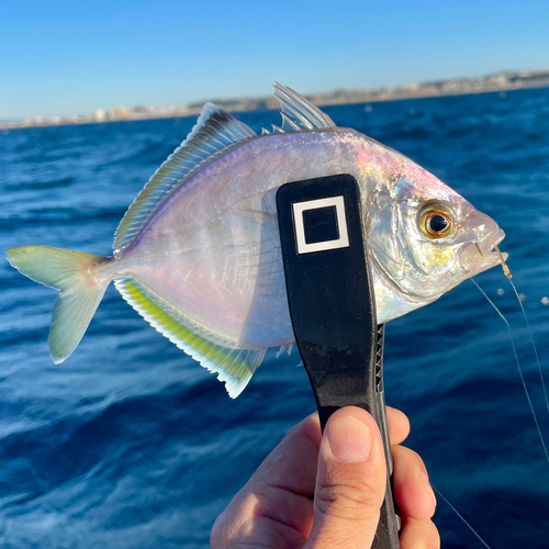 カイワリの釣果