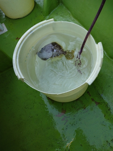 カワハギの釣果