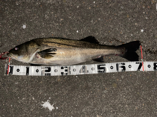 シーバスの釣果